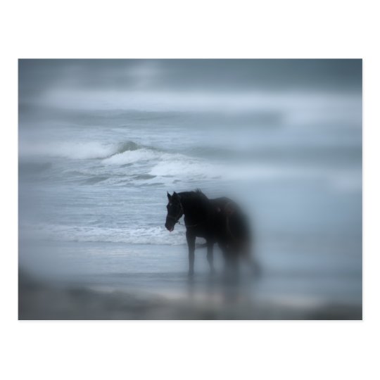 Horse walking the beach Newport Rhode Island Postcard
