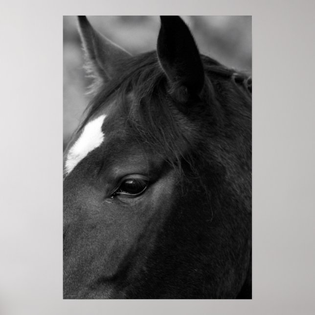 Horse wapcnm poster (Front)