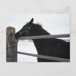 Horse whisperer postcard