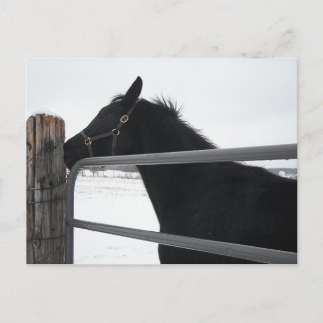 Horse whisperer postcard (Front)