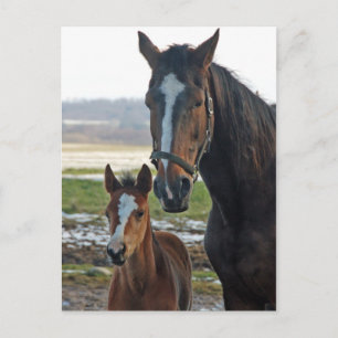 Horse with foal postcard