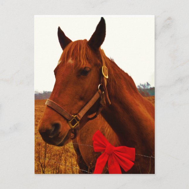 Horse with Red Bow Postcard (Front)