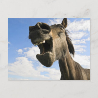 horse yawning postcard