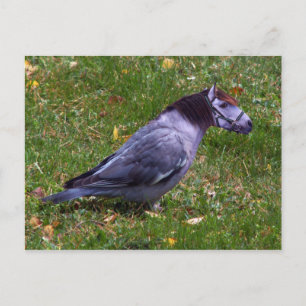 Horsedove postcard