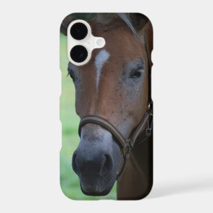 Horsehead 001