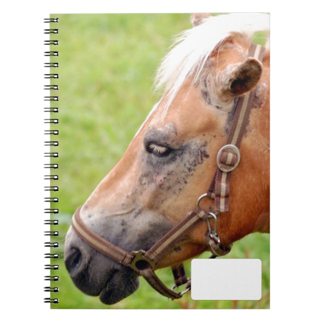 Horsehead 003 notebook (Front)