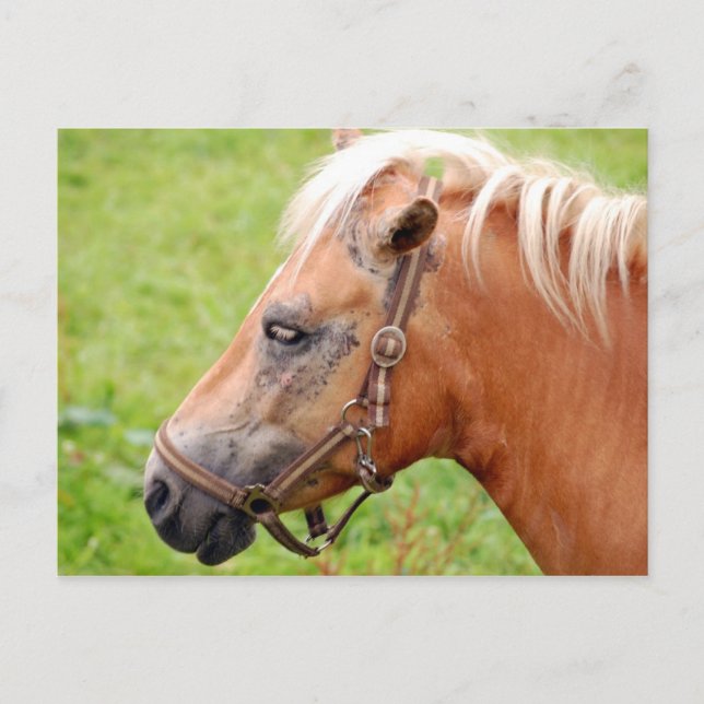 Horsehead 003 postcard (Front)