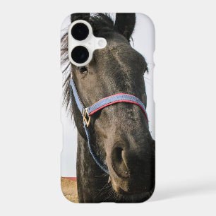 Horsehead 007