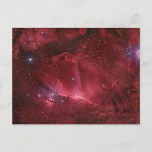 Horsehead Region Postcard