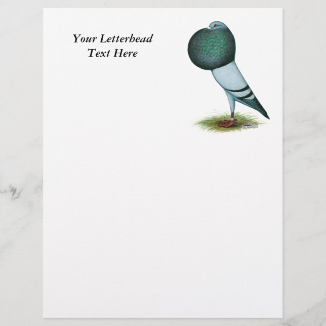 Horseman Pouter Pigeon Blue (Front)