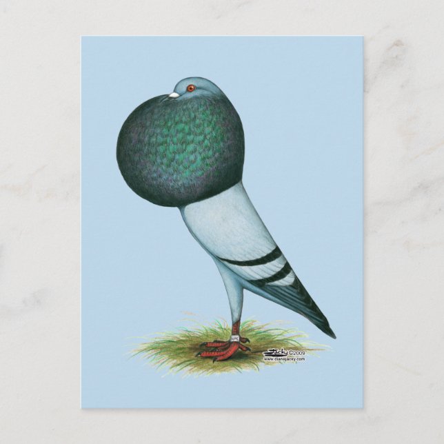 Horseman Pouter Pigeon Blue Postcard (Front)