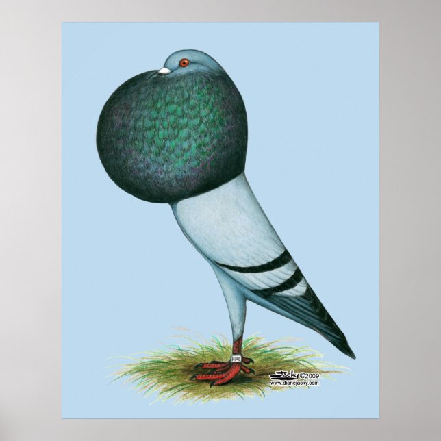 Horseman Pouter Pigeon Blue Poster (Front)