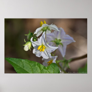 Horsenettle Blossom and Bud Wildflower Poster