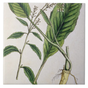 Horseradish, plate 415 from 'A Curious Herbal', pu Tile