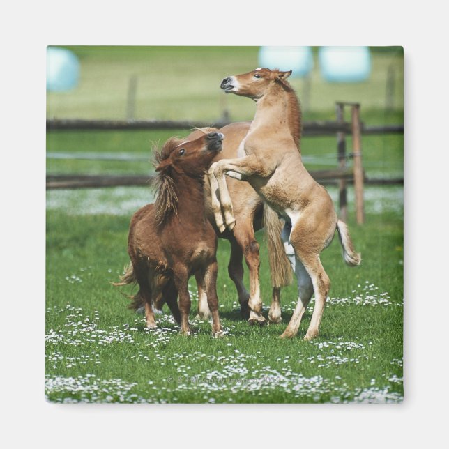 Horses 3 magnet (Front)