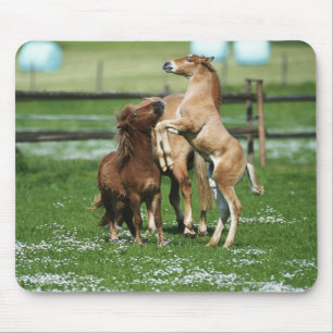 Horses 3 mouse mat