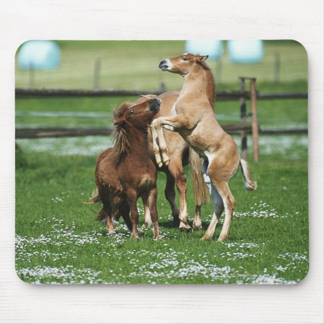 Horses 3 mouse mat (Front)