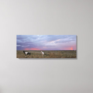 Horses After the Storm Canvas Print