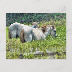 Horses Along the Amazon Postcard