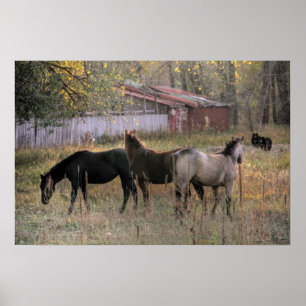Horses and Bears Together Photo Art Poster