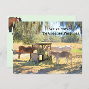 Horses and Donkey New Address Post Card