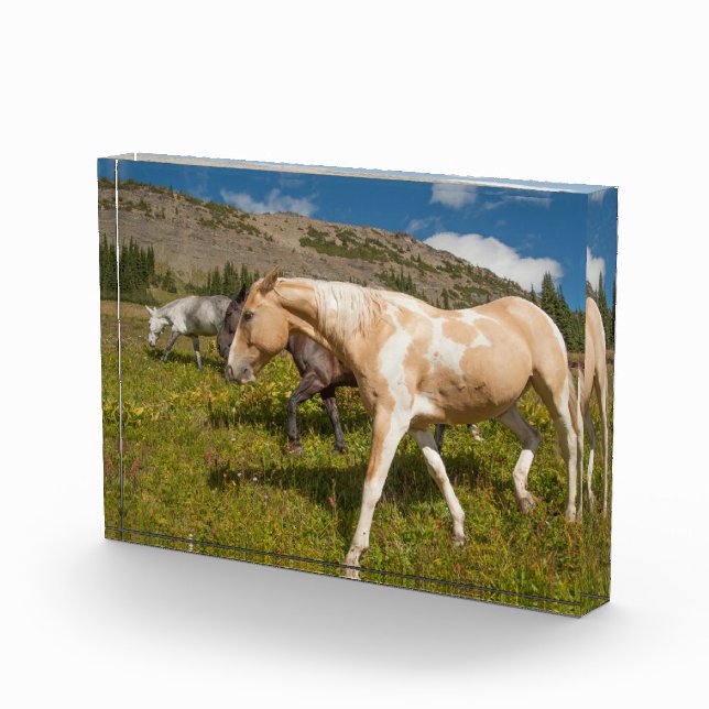 Horses and Mules Photo Block (Right)