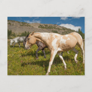 Horses and Mules Postcard