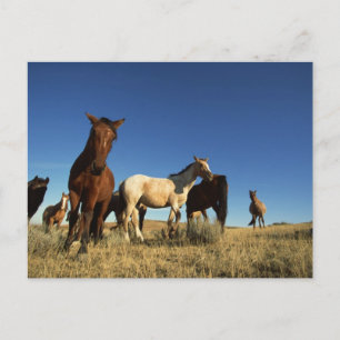 Horses and Shadows Postcard