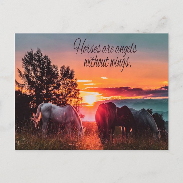 Horses are angels without wings postcard (Front)