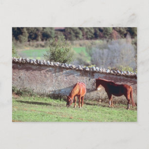 Horses at Pasture Postcard