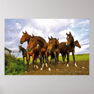 Horses at the field poster