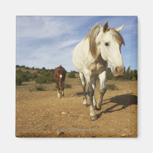 Horses, Aude, Languedoc-Roussillon, France Magnet