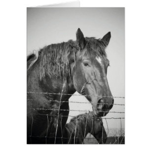 Horses Behind the Fence in Black and White