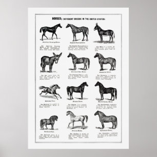 Horses Breeds Poster