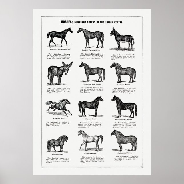 Horses Breeds Poster (Front)