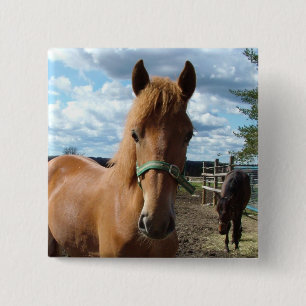 Horses button