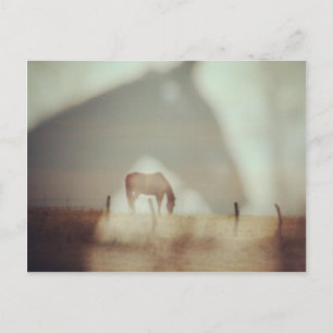 Horses by Angelandspot Postcard