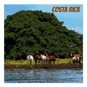 Horses by the water - Costa Rica  Poster