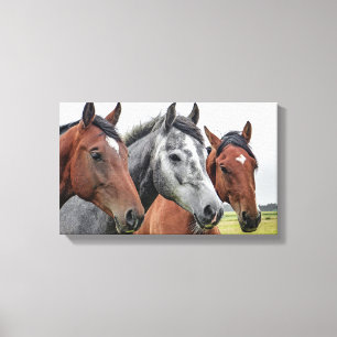 Horses Canvas Print