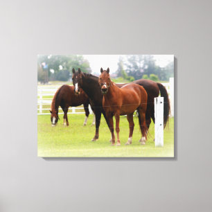 Horses/Canvas Wrap Canvas Print