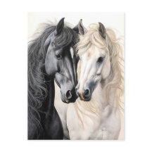 Horses Couple Black and White Horse Postcrossing 