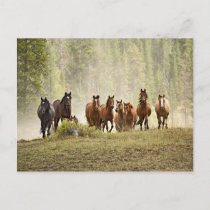 Horses cresting small hill during roundup, postcard