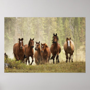 Horses cresting small hill during roundup poster