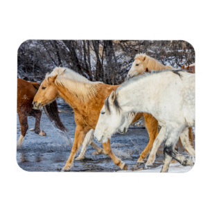 Horses Crossing the Stream Magnet