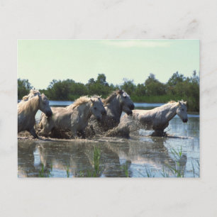 Horses Crossing Water Postcard