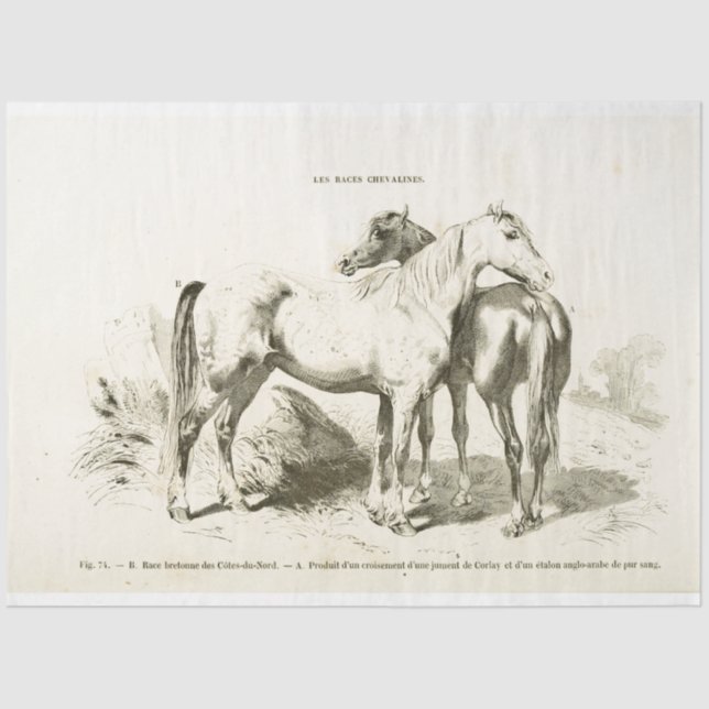 Horses Ephemera Decoupage Vintage French  Tissue Paper (Front)