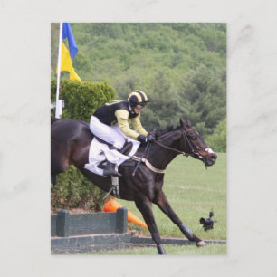 Horses Eventing  Postcard