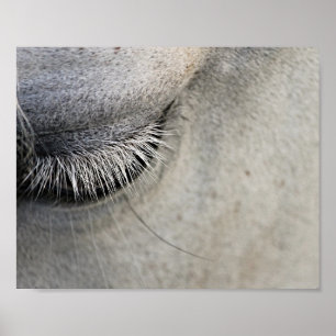 horses eye,   black and white photorapy poster