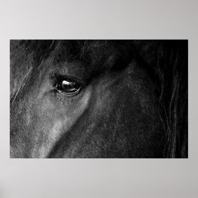 Horses eye poster (Front)