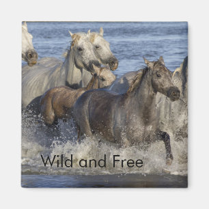 Horses galloping in the water magnet